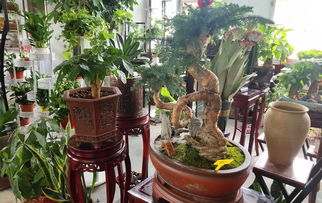 綏德景源花卉上新 精品花卉與辦公用品限時供應