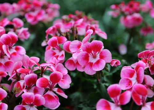 伏天養(yǎng)花不煩惱，這三種花卉耐曬耐熱，輕松綻放整個(gè)夏天