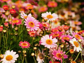 家居裝飾中的12種常見美觀菊花品種