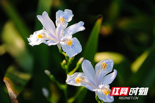 立夏將至，絢爛了整個(gè)春天的花影如夢(mèng)