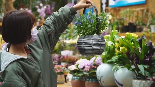 中北鎮(zhèn)曹莊花卉市場回暖 產(chǎn)品銷售信心十足