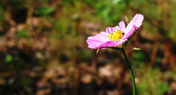 花卉與辦公用品 營造舒適高效的工作環境