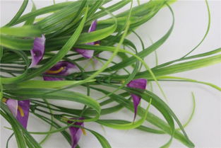 仿真馬蹄蓮庭院綠化與批發 技術開發與環保美化的完美結合