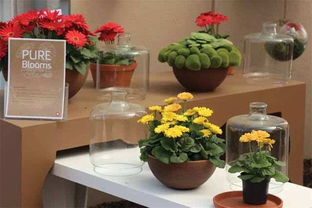 數字化賦能 軟硬件技術提升零售花卉產品競爭力的策略